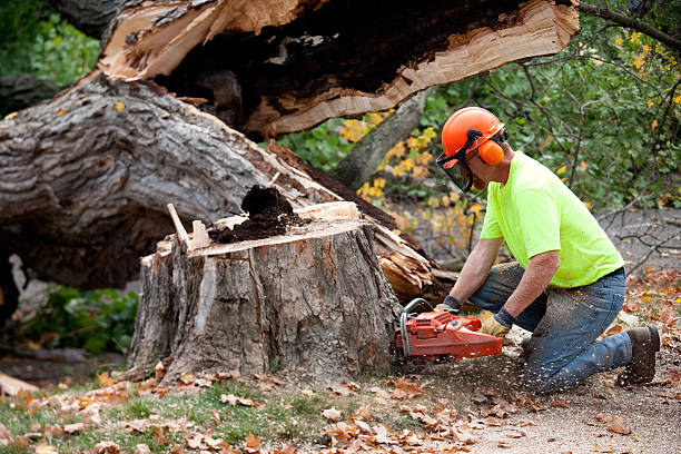 Best Tree Root Removal  in Laramie, WY